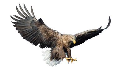 Beyaz arka plan üzerinde izole uçuş yetişkin ak kuyruklu kartal. Bilimsel adı: Haliaeetus albicilla, olarak da bilinen ern, erne, gri kartal, Avrasya deniz kartal ve ak kuyruklu deniz-kartal. 