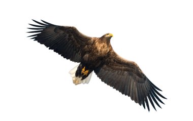Beyaz arka plan üzerinde izole uçuş yetişkin ak kuyruklu kartal. Bilimsel adı: Haliaeetus albicilla, olarak da bilinen ern, erne, gri kartal, Avrasya deniz kartal ve ak kuyruklu deniz-kartal. 