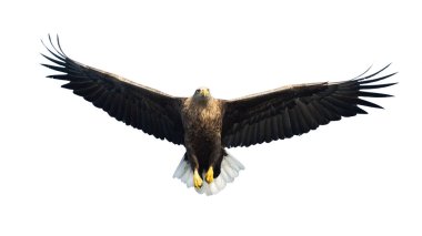 Beyaz arka plan üzerinde izole uçuş yetişkin ak kuyruklu kartal. Bilimsel adı: Haliaeetus albicilla, olarak da bilinen ern, erne, gri kartal, Avrasya deniz kartal ve ak kuyruklu deniz-kartal