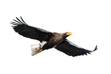 Beyaz arka plan üzerinde izole uçuş yetişkin Steller'ın deniz kartal. Bilimsel adı: Haliaeetus pelagicus.