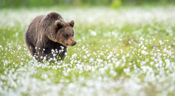 Ursul Brun Pădurea Vară Mlaștină Printre Florile Albe Habitat Natural — Fotografie, imagine de stoc
