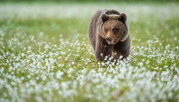 Ursul Brun Pădurea Vară Mlaștină Printre Florile Albe Habitat Natural — Fotografie, imagine de stoc