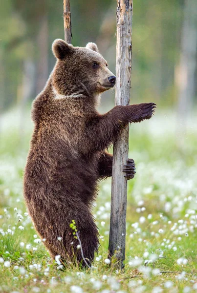 Brown bear standing on his hind legs in the summer forest among white flowers. Front view. Natural Habitat. Brown bear, scientific name: Ursus arctos. Summer season.