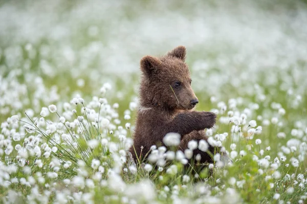 Bruine Beer Cub Het Forest Van Zomer Onder Witte Bloemen — Stockfoto