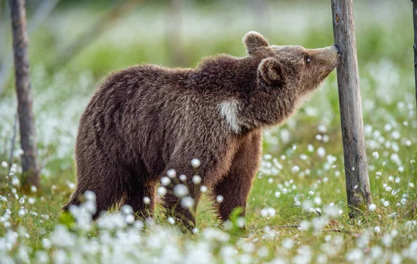 Бурый Медведь Нюхает Дерево Летнем Лесу Болоте Среди Белых Цветов — стоковое фото
