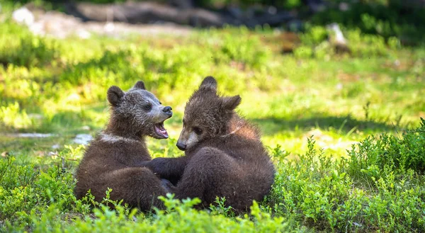Brown Bear Cubs Playfully Fighting Summer Green Forest Scientific Name — Stock Photo, Image
