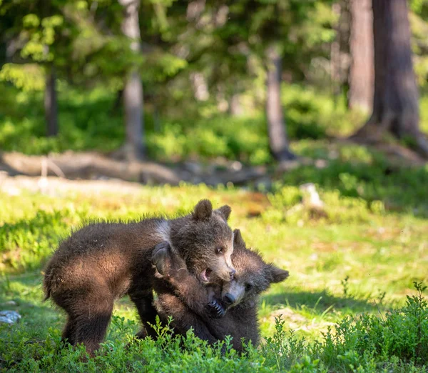 Brunbjörn Ungar Lekfullt Striderna Sommaren Gröna Skogen Vetenskaplig Namn Ursus — Stockfoto