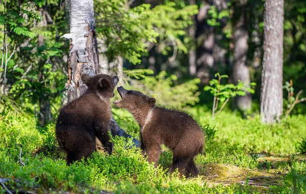 Bruine Beer Welpen Speels Gevechten Zomer Groen Bos Wetenschappelijke Naam — Stockfoto