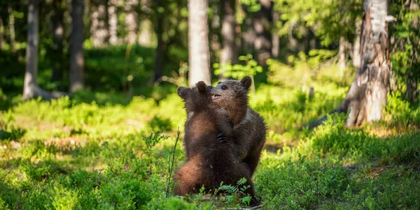 Brown Bear Cubs Peleando Juguetonamente Bosque Verde Verano Nombre Científico —  Fotos de Stock