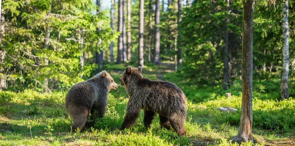 Brown Bear Cubs Brincando Lutando Floresta Verde Verão Nome Científico — Fotografia de Stock