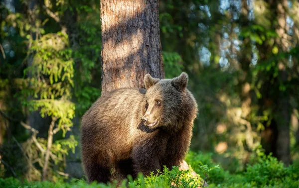 Medvěd Hnědý Lese Letní Slunečný Den Vědecký Název Ursus Arctos — Stock fotografie