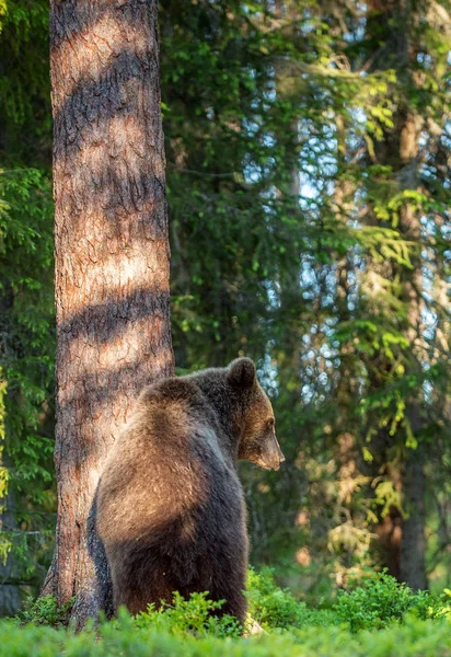阳光明媚的日子里 棕熊在夏日森林里 科学名称 Ursus Arctos — 图库照片