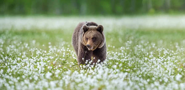 Бурый Медведь Летнем Лесу Болоте Среди Белых Цветов Естественная Среда — стоковое фото
