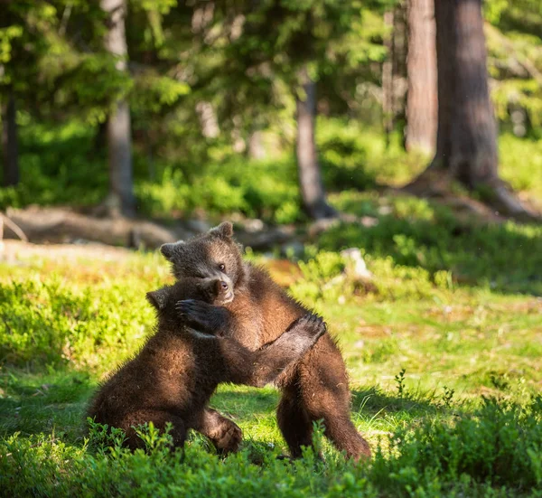 Brown Bear Cubs Figlarnie Walki Lato Zielony Las Nazwa Naukowa — Zdjęcie stockowe