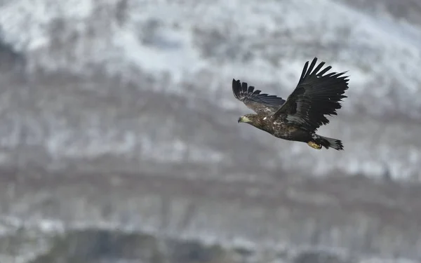 Aigle Queue Blanche Juvénile Vol Avec Une Montagne Enneigée Arrière — Photo