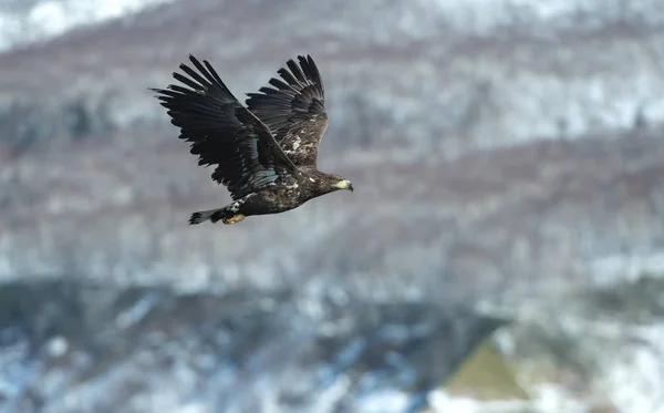 Águila Cola Blanca Juvenil Vuelo Con Montaña Cubierta Nieve Fondo —  Fotos de Stock