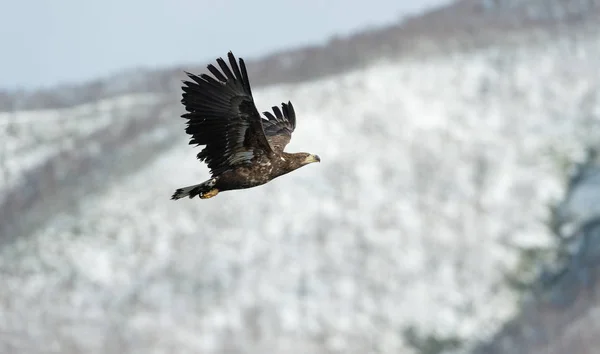 少年白いオジロジカの背景に雪に覆われた山と飛行中のワシ 冬のシーズン Haliaeetus アマオブネ Ern アーン湖 灰色のワシ オジロワシ海として知られています — ストック写真