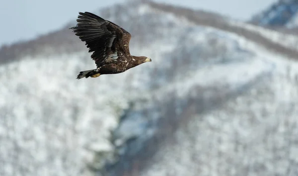 Juvenilní Orel Letu Hora Pokrytá Sněhem Pozadí Zimní Sezóna Vědecký — Stock fotografie