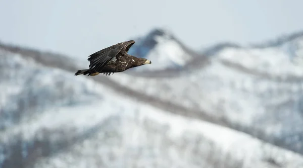 Jonge White Tailed Eagle Vlucht Met Sneeuw Bedekte Bergen Achtergrond — Stockfoto