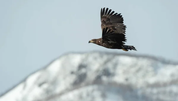 Juvenil Vitt Tailed Eagle Flygning Med Snöklädda Berg Bakgrunden Vintersäsongen — Stockfoto