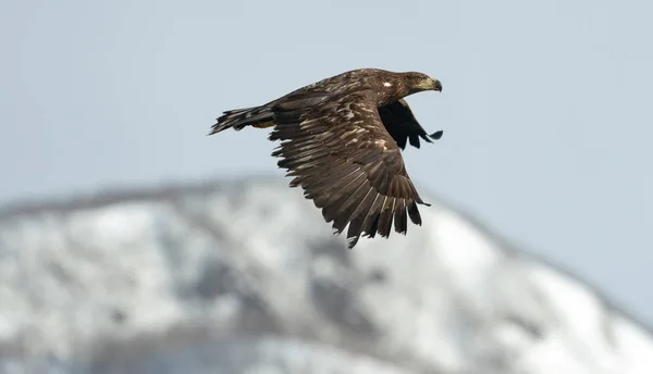 Juvenile White Tailed Eagle Flight Snow Covered Mountain Background Winter — Stock Photo, Image