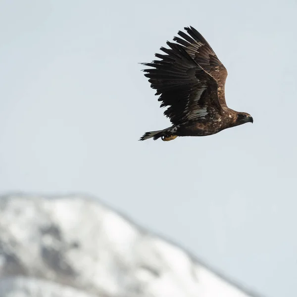 Águila Cola Blanca Juvenil Vuelo Con Montaña Cubierta Nieve Fondo —  Fotos de Stock