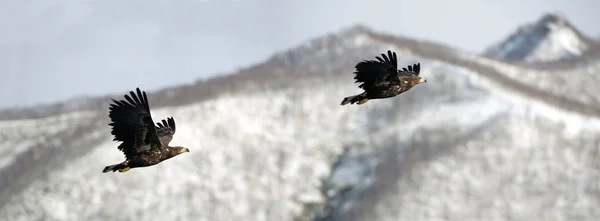 Águilas Cola Blanca Juveniles Vuelo Montaña Cubierta Nieve Fondo Temporada —  Fotos de Stock