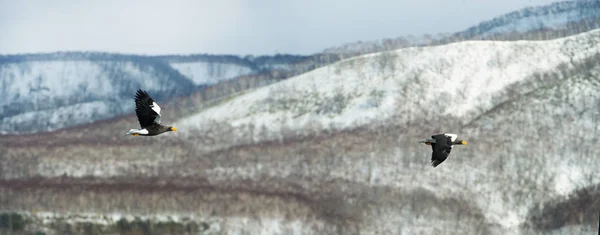 飞天的海鹰飞越白雪覆盖的山脉 科学名称 Haliaeetus Pelagicus 自然栖息地 — 图库照片