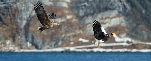 飞天的海鹰和白尾鹰 背景上有被白雪覆盖的山 科学名称 Haliaeetus Pelagicus 自然栖息地 — 图库照片