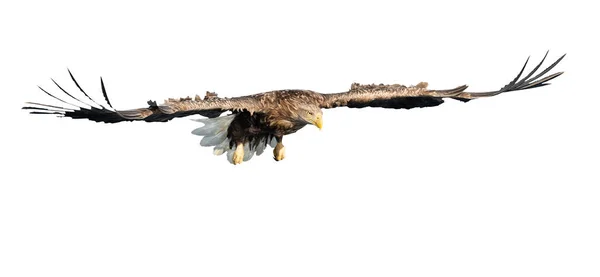 成人白尾鹰在飞行被隔绝的白色背景 科学名称 白马海雀 欧亚海鹰和白尾海鹰 — 图库照片