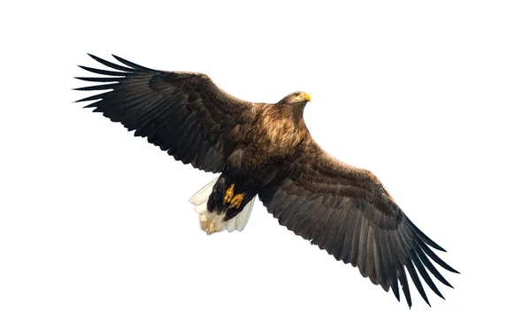 Adult White Tailed Eagle Flight Isolated White Background Scientific Name — Stock Photo, Image