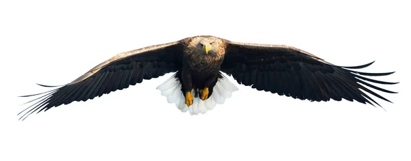 Ausgewachsene Seeadler Flug Isoliert Auf Weißem Hintergrund Wissenschaftlicher Name Haliaeetus — Stockfoto