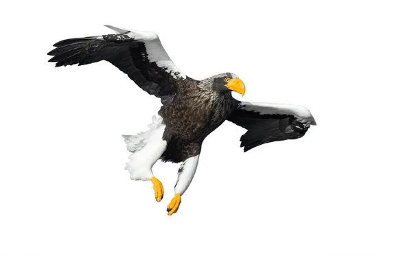 Felnőtt Steller Rétisas Repülés Elszigetelt Fehér Background Tudományos Név Haliaeetus — Stock Fotó