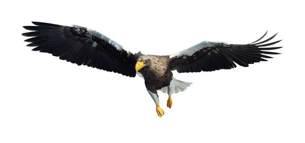 Adult Steller Sea Eagle Flight Isolated White Background Scientific Name — Stock Photo, Image