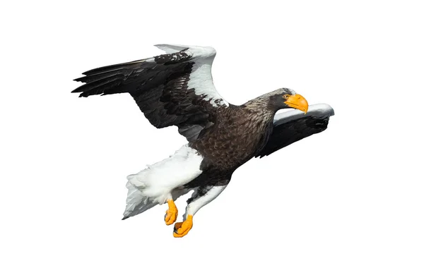 Adult Stellers Sea Eagle Flight Isolerat Vit Bakgrund Vetenskaplig Namn — Stockfoto