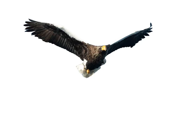 Adult Steller Sea Eagle Flight Isolated White Background Scientific Name — Stock Photo, Image