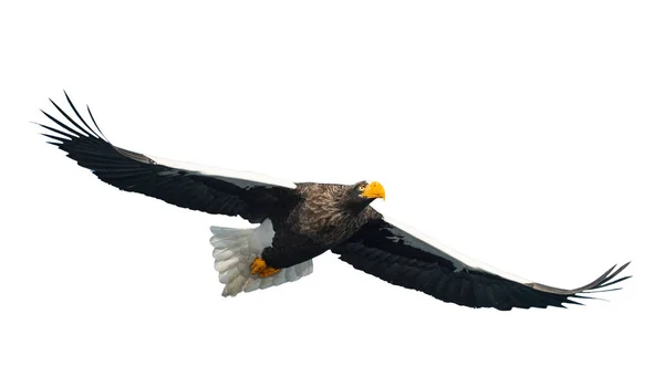 Steller 的海鹰在飞行隔绝在白色背景 科学名称 Haliaeetus Pelagicus — 图库照片