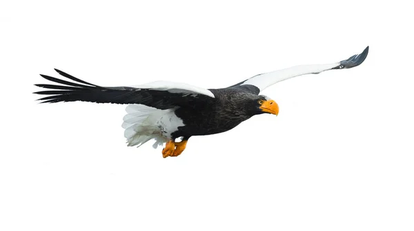 Ausgewachsene Seeadler Flug Isoliert Auf Weißem Hintergrund Wissenschaftlicher Name Haliaeetus — Stockfoto