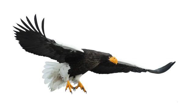 Ausgewachsene Seeadler Flug Isoliert Auf Weißem Hintergrund Wissenschaftlicher Name Haliaeetus — Stockfoto