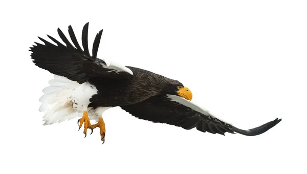 Adult Stellers Sea Eagle Flight Isolerat Vit Bakgrund Vetenskaplig Namn — Stockfoto