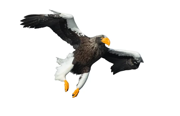 Adult Stellers Sea Eagle Flight Isolerat Vit Bakgrund Vetenskaplig Namn — Stockfoto