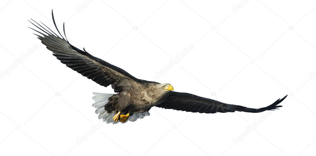 Adult White-tailed eagle in flight isolated on white background. Scientific name: Haliaeetus albicilla, also known as the ern, erne, gray eagle, Eurasian sea eagle and white-tailed sea-eagle. 