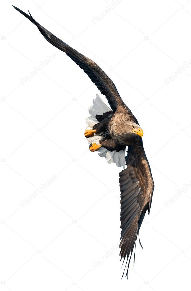 Adult White-tailed eagle in flight isolated on White background. Scientific name: Haliaeetus albicilla, also known as ern, erne, gray eagle, Eurasian sea eagle and white-tailed sea-eagle