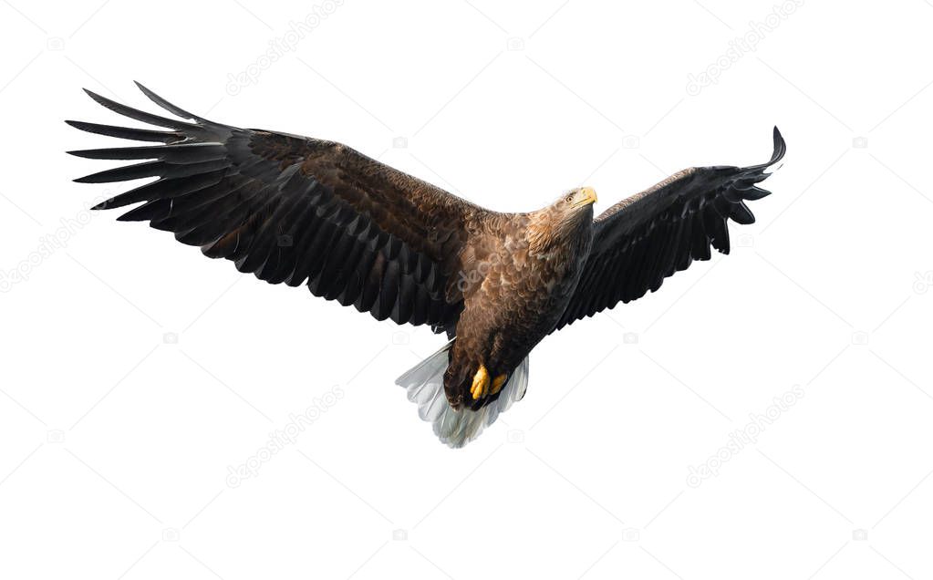 Adult White-tailed eagle in flight isolated on White background. Scientific name: Haliaeetus albicilla, also known as ern, erne, gray eagle, Eurasian sea eagle and white-tailed sea-eagle