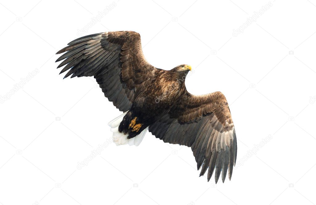 Adult White-tailed eagle in flight isolated on white background. Scientific name: Haliaeetus albicilla, also known as the ern, erne, gray eagle, Eurasian sea eagle and white-tailed sea-eagle. 