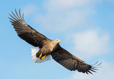 Mavi gökyüzü arka plan üzerinde uçuş yetişkin ak kuyruklu kartal. Bilimsel adı: Haliaeetus albicilla, olarak da bilinen ern, erne, gri kartal, Avrasya deniz kartal ve ak kuyruklu deniz-kartal.