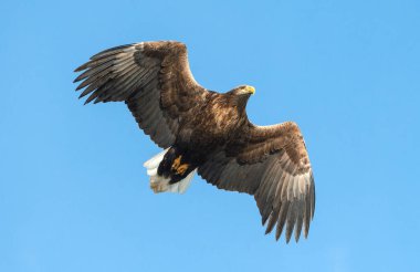 Mavi gökyüzü arka plan üzerinde uçuş yetişkin ak kuyruklu kartal. Bilimsel adı: Haliaeetus albicilla, olarak da bilinen ern, erne, gri kartal, Avrasya deniz kartal ve ak kuyruklu deniz-kartal.