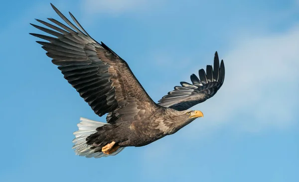 青い空を背景に飛行中のアダルト オジロワシ Haliaeetus アマオブネ として知られているの Ern アーン湖 灰色のワシ ユーラシアの海ワシ — ストック写真