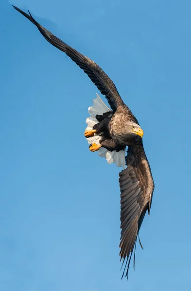 Volwassen White Tailed Eagle Aanboord Blauwe Hemelachtergrond Wetenschappelijke Naam Haliaeetus — Stockfoto