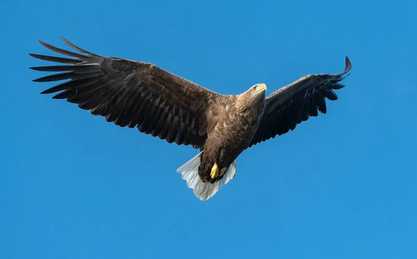 Águia Cauda Branca Adulta Voo Sobre Fundo Azul Céu Nome — Fotografia de Stock